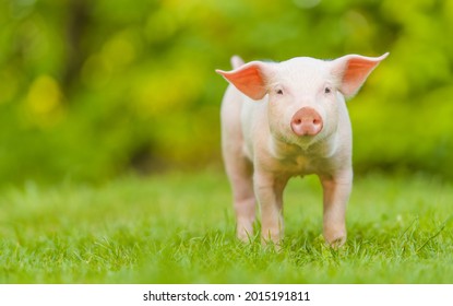 Young Pig Is Standing On The Green Grass. Happy Piglet On The Meadow Looking At The Camera .