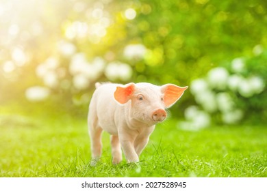 Young pig is walking on the green grass. Happy piglet on the meadow.