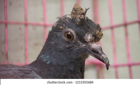 A Young Pigeon With Avian Pox In The Cage Looking Photographer.