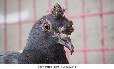 A Young Pigeon With Avian Pox In The Cage Looking Photographer.