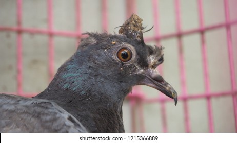 A Young Pigeon With Avian Pox In The Cage Looking Photographer.