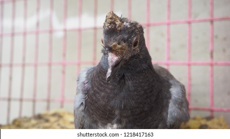 A Young Pigeon With Avian Pox In The Cage 