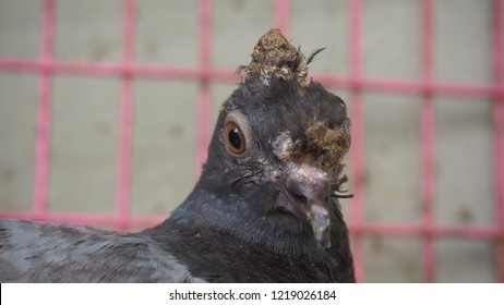 A Young Pigeon With Avian Pox In The Cage Looking Photographer.