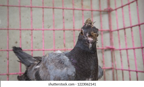 A Young Pigeon With Avian Pox In The Cage Looking Photographer.