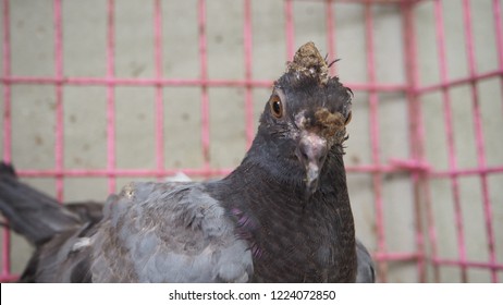 A Young Pigeon With Avian Pox In The Cage Looking Photographer.