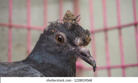 A Young Pigeon With Avian Pox In The Cage Looking Photographer.