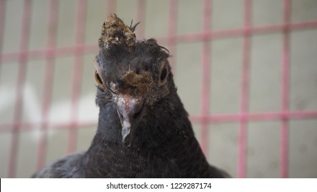 A Young Pigeon With Avian Pox In The Cage Looking Photographer.