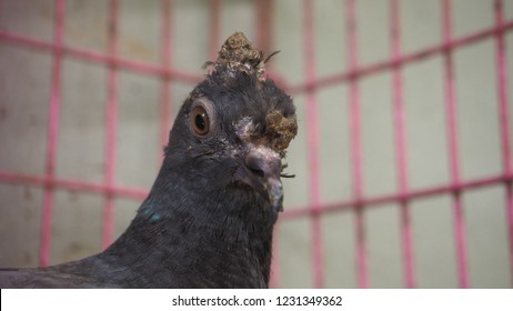 A Young Pigeon With Avian Pox In The Cage Looking Photographer.