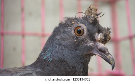 A Young Pigeon With Avian Pox In The Cage Looking Photographer.