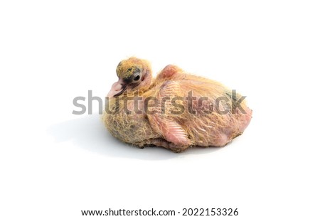 Young pigeon chick without feathers sitting on an isolated white background