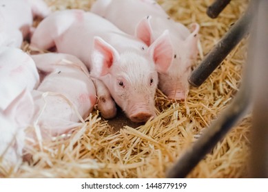 Young Piglet In Agricultural Livestock Farm