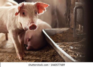 Young piglet are feeding on farms pig. Pigs portrait.