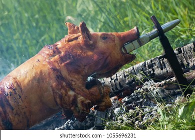 Young piglet impaled on stainless steel bar and roasting on an open fire with visible burning logs and embers on a sunny day