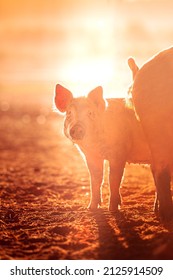 Young Piglet On A Farm In Northern Territory, Australia, At Sunrise.