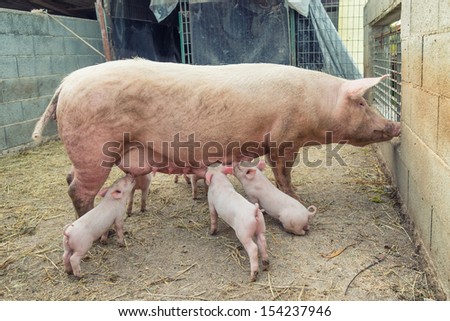 young pigs eating from mother