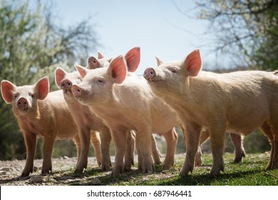 Young Pigs Grazing On Green Grass