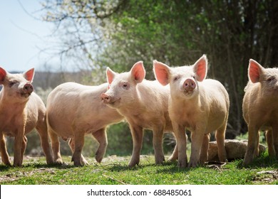 Young Pigs Grazing On Green Grass