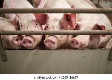 Young Pigs In Hog Farms, Pig Industry