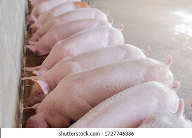 Young pigs on a farm. Group of pigs on the farm. pigs on a farm in the farm eat food.