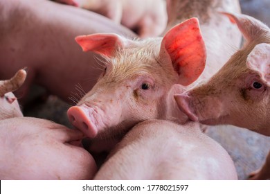 Young pigs on a farm. Group of pigs on the farm. pigs on a farm in the farm eat food.