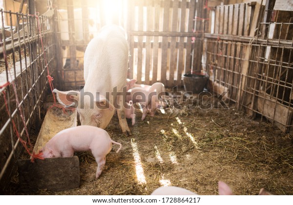 Young pigs on a farm. Group of pigs on the\
farm. pigs on a farm in the farm eat\
food