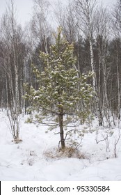 young pine