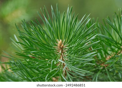 Young pine branches close-up. Ecology. Natural green background. Pine needles. - Powered by Shutterstock