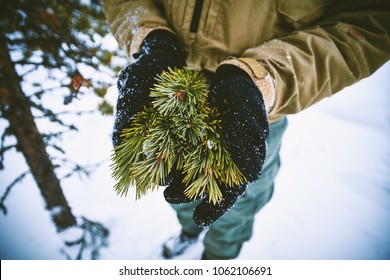 Young pine branches held in the hands of man dressed in military clothes
