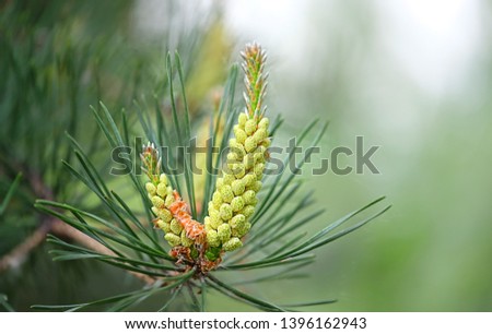young Pine buds on branches close up, green natural background. blossom Scots pine buds used of healthy drugs in alternative medicine. spring season
