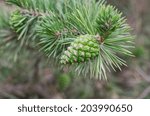 young pine cone