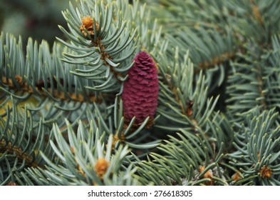 Norway Spruce Cones Stock Photos Images Photography Shutterstock