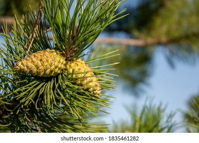 Young Pine Cones On A Sunny Day. Green Pine Branches With Young Cones, Early Riser. Christmas Morning.