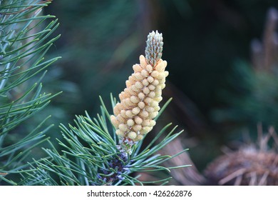 Young Pine Pollen