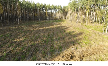 Young pine saplings growing in a managed forest area