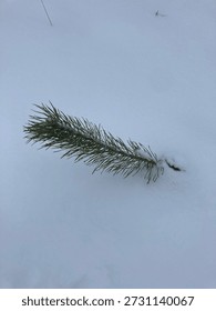 Young Pine Seedling Sprouting Through Deep Winter Snow - Resilient Evergreen Sapling in Cold Arctic Environment and Forestry Reforestation Concept