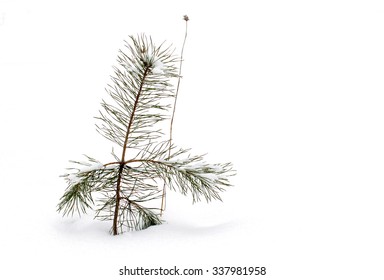 Young pine in snow.