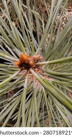 Young pine tree bud with aromatic resin drops surrounded by long green needles, macro texture
