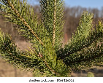 young pine tree close up