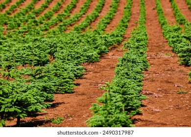Young Pine Tree Conifer Saplings in Neat Rows at Eye Level