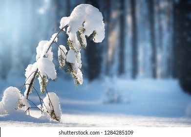 Young pine tree covered with snow in winter forest.