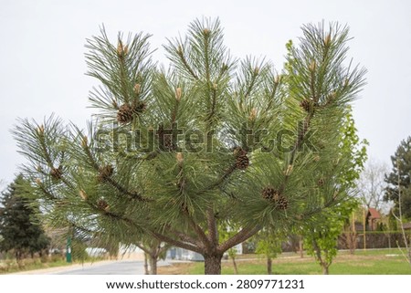 Young pine tree with green needles and small pine cones growing in a park during spring season.