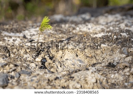 Young pine tree growing on the ground in the forest, close up