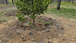 A Young Pine Tree In The Hole Is Fixed To The Ground With Cables. Planting Young Pine Trees In The Forest Or In The Park On A Sunny Day. 
