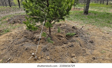 A young pine tree in the hole is fixed to the ground with cables. Planting young pine trees in the forest or in the park on a sunny day.  - Powered by Shutterstock