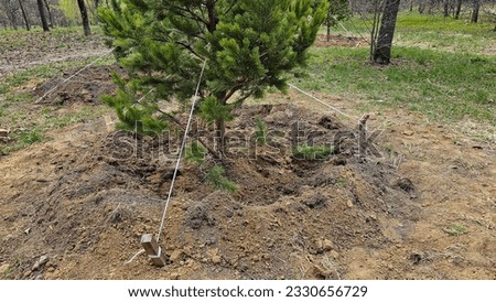 A young pine tree in the hole is fixed to the ground with cables. Planting young pine trees in the forest or in the park on a sunny day. 