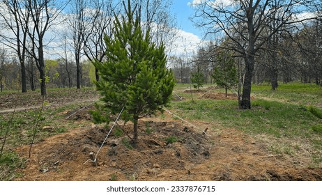 A young pine tree in the pit is attached to the ground by cables. Planting young pine trees in the park on a sunny day. The concept of restoration of forest parks, care for the environment