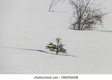 Young pine tree in snow covered field