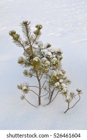 Young pine tree in winter