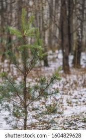 Young pine tree in the winter forest