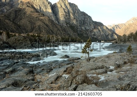 Young pine trees grow through the stones on the banks of a beautiful mountain river covered with winter ice. Katun river, Altai, Siberia, Russia.
